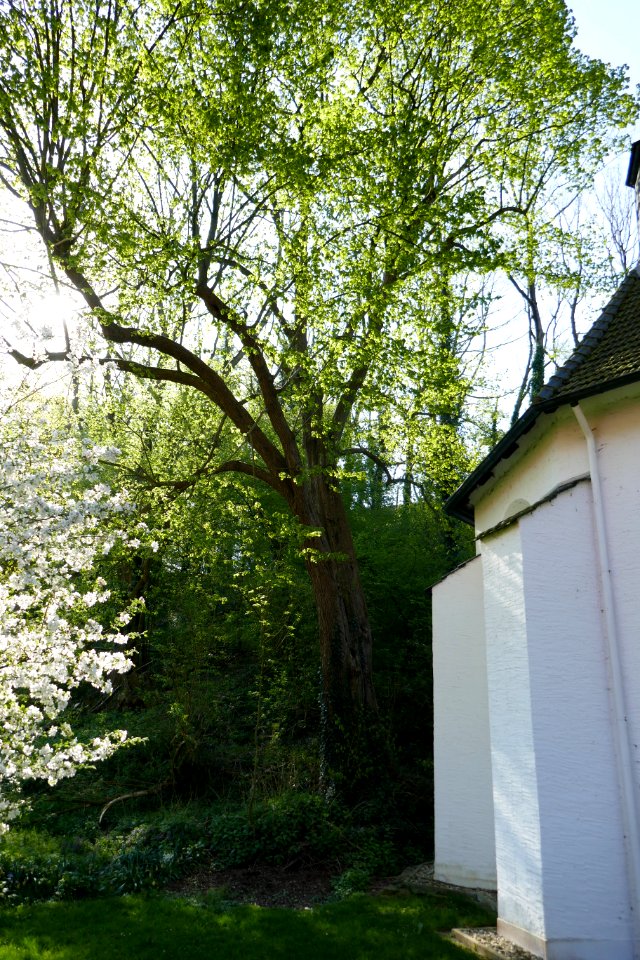 Etteln - Linde hinter der Kluskapelle