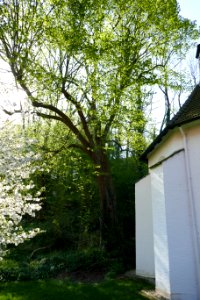 Etteln - Linde hinter der Kluskapelle