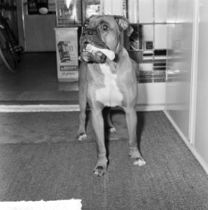 Europacup loting kwartfinale, de hond (boxer) van Frits Flinkevleugel, Bestanddeelnr 917-2547