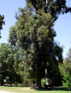 Eucalyptus gomphocephala 1