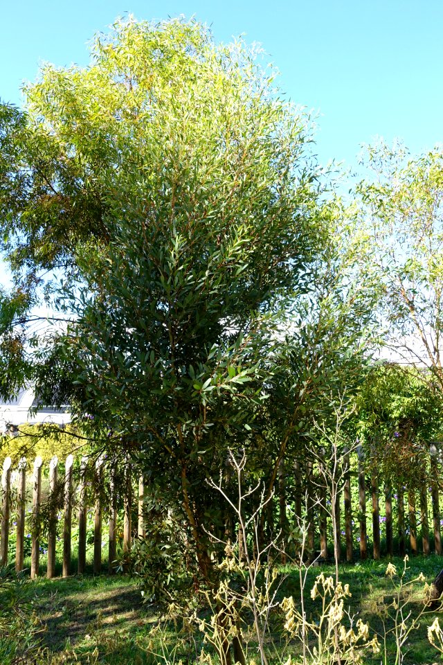 Eucalyptus conferruminata - Jardín Botánico de Barcelona - Barcelona, Spain - DSC08945