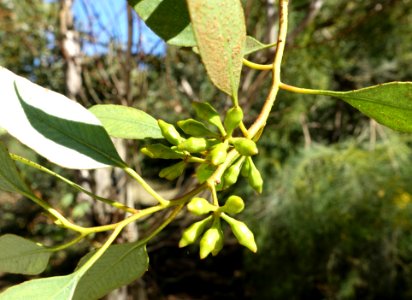 Eucalyptus incrassata - Jardín Botánico de Barcelona - Barcelona, Spain - DSC08994