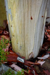 Eucalyptus haemastoma - UC Santa Cruz Arboretum - DSC07446