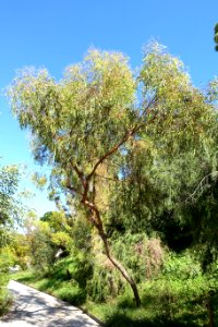 Eucalyptus loxophleba - Jardín Botánico de Barcelona - Barcelona, Spain - DSC08962