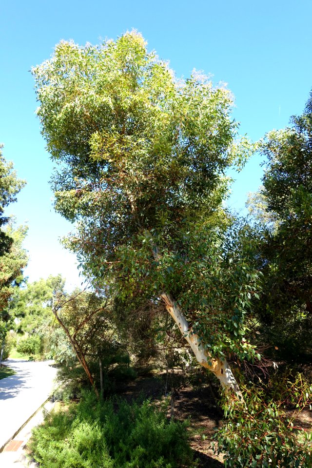 Eucalyptus cladocalyx - Jardín Botánico de Barcelona - Barcelona, Spain - DSC09001