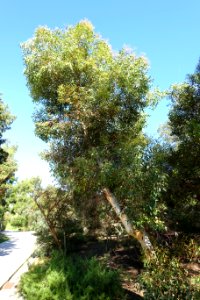 Eucalyptus cladocalyx - Jardín Botánico de Barcelona - Barcelona, Spain - DSC09001