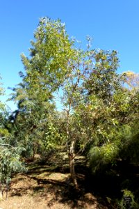 Eucalyptus incrassata - Jardín Botánico de Barcelona - Barcelona, Spain - DSC08991
