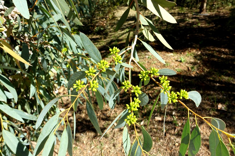 Eucalyptus diversifolia - Jardín Botánico de Barcelona - Barcelona, Spain - DSC08989