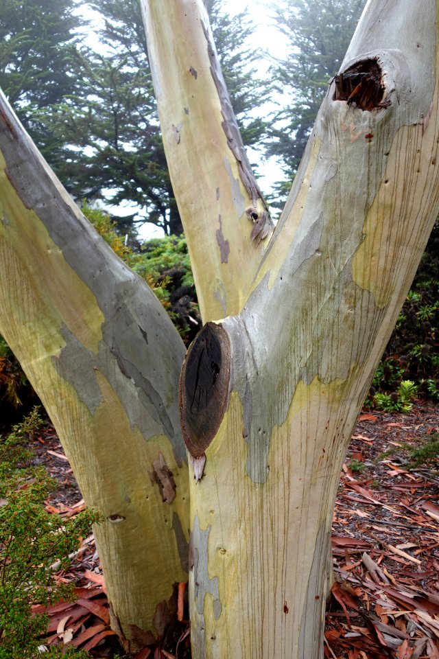 Eucalyptus haemastoma - UC Santa Cruz Arboretum - DSC07447