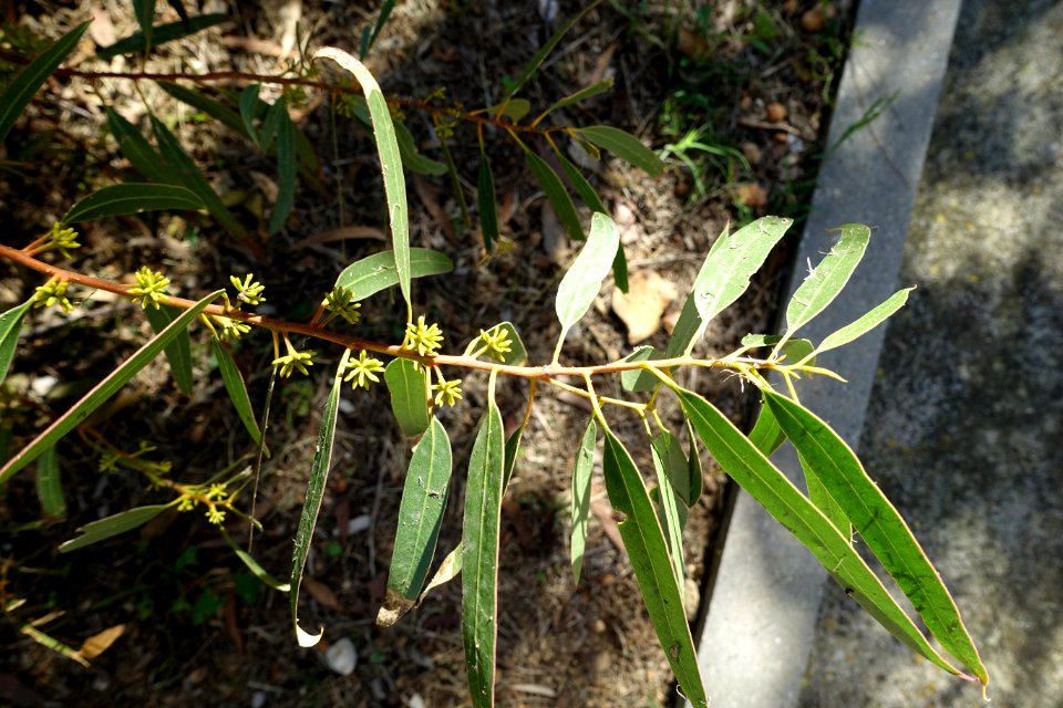 Eucalyptus oleosa - Jardín Botánico de Barcelona - Barcelona, Spain - DSC08983