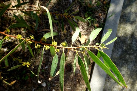 Eucalyptus oleosa - Jardín Botánico de Barcelona - Barcelona, Spain - DSC08983