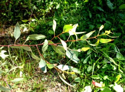 Eucalyptus nutans - Jardín Botánico de Barcelona - Barcelona, Spain - DSC08949