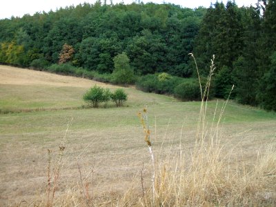 Etzbach am Waldrand mündet in Krebsbach
