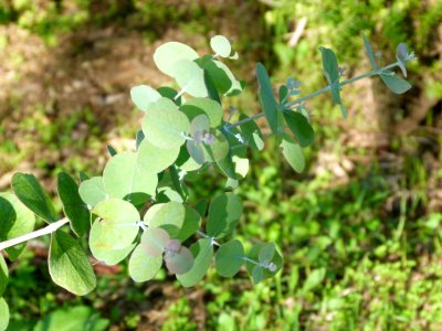 Eucalyptus Goniocalix