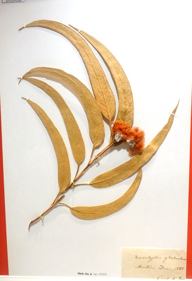 Eucalyptus globulus - Swedish Museum of Natural History - Stockholm, Sweden - DSC00704