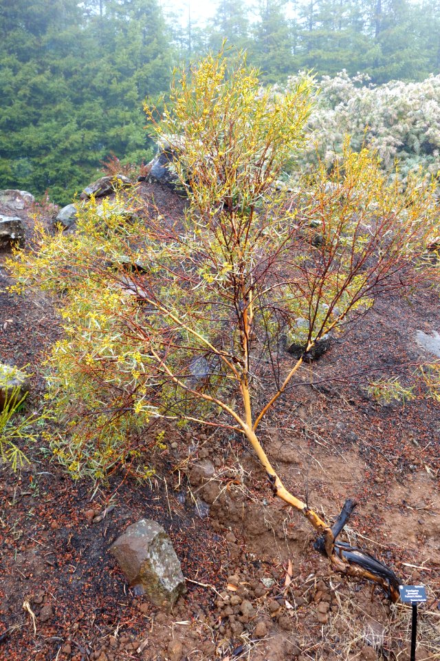 Eucalyptus formanii - UC Santa Cruz Arboretum - DSC07506
