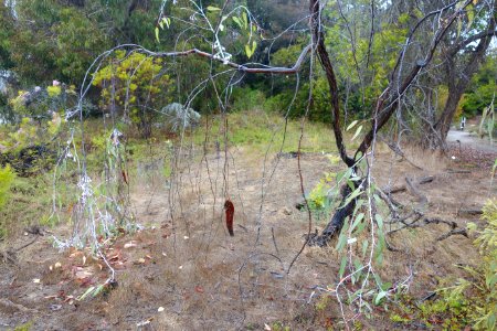 Eucalyptus caesia - UC Santa Cruz Arboretum - DSC07317