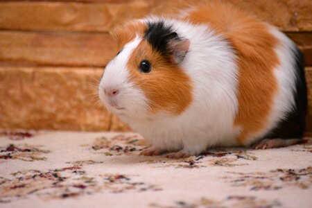 Animals pets home