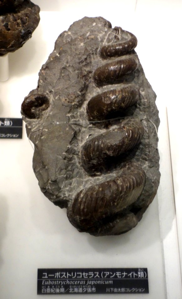 Eubostrychoceras japonicum - National Museum of Nature and Science, Tokyo - DSC06991