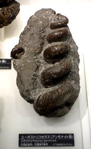Eubostrychoceras japonicum - National Museum of Nature and Science, Tokyo - DSC06991