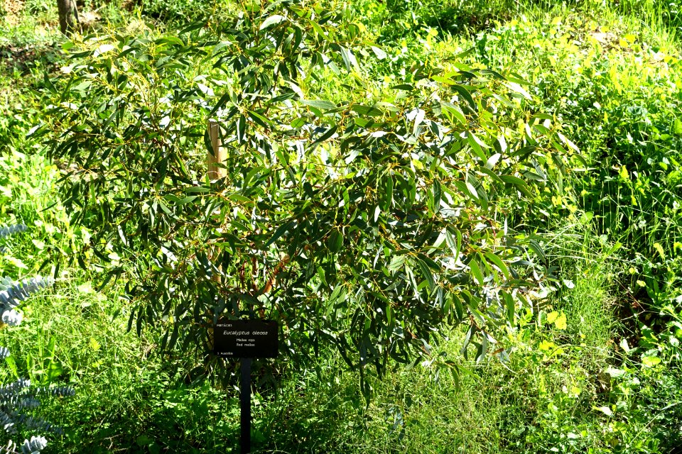 Eucalyptus oleosa - Jardín Botánico de Barcelona - Barcelona, Spain - DSC08946