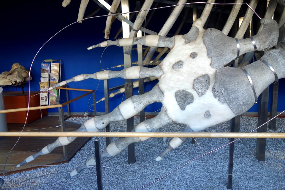 Eubalaena japonica skeleton - Tokyo University of Marine Science and Technology - DSC00906