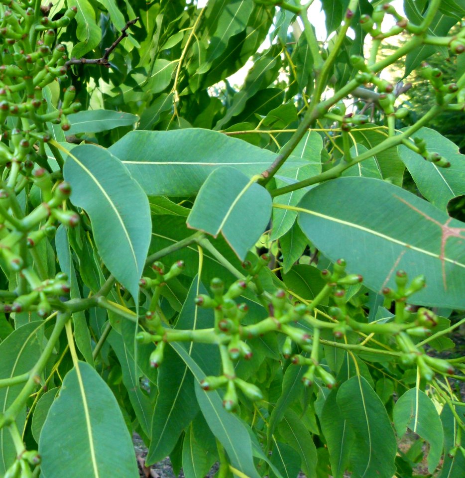 Eucalyptus torelliana close up