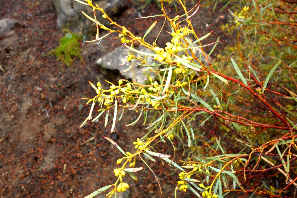 Eucalyptus formanii - UC Santa Cruz Arboretum - DSC07507