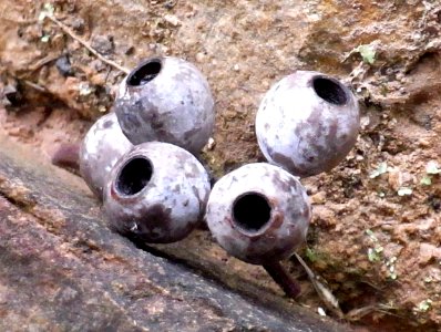 Eucalyptus stenostoma gumnuts