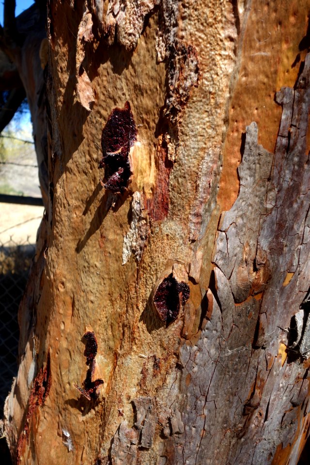 Eucalyptus spathulata - Leaning Pine Arboretum - DSC05519