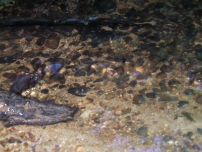 Etzbach mit steinigem Bett im Schlamm 1