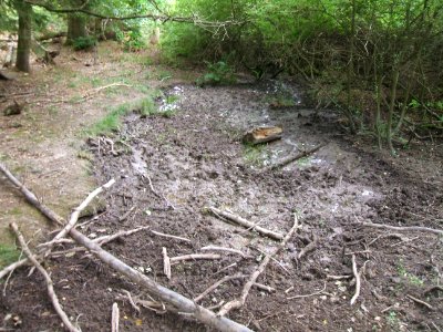 Etzbach obere Quelle Wald