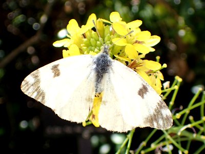 Euchloe crameri Barcelona