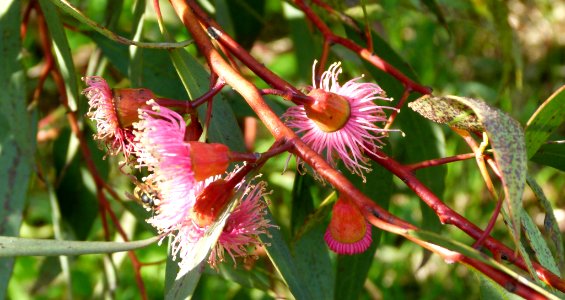 Eucalyptus torquata