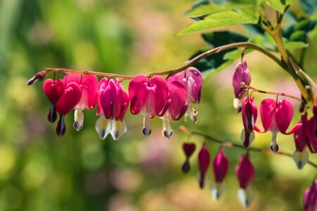 Marie heart lamprocapnos spectabilis mohngewaechs photo