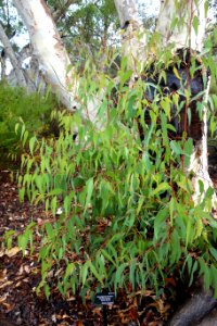 Eucalyptus laeliae - UC Santa Cruz Arboretum - DSC07331