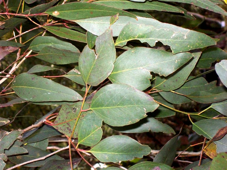 Eucalyptus bosistoana Batemans Bay