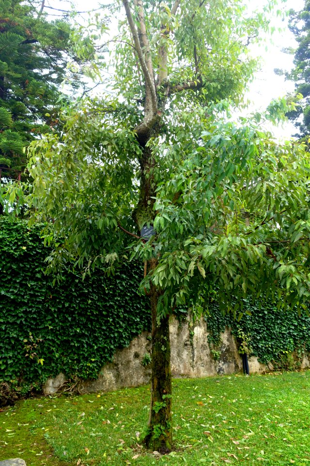 Eucalyptus eugenioides - Jardim Botânico da Universidade de Coimbra - Coimbra, Portugal - DSC08881