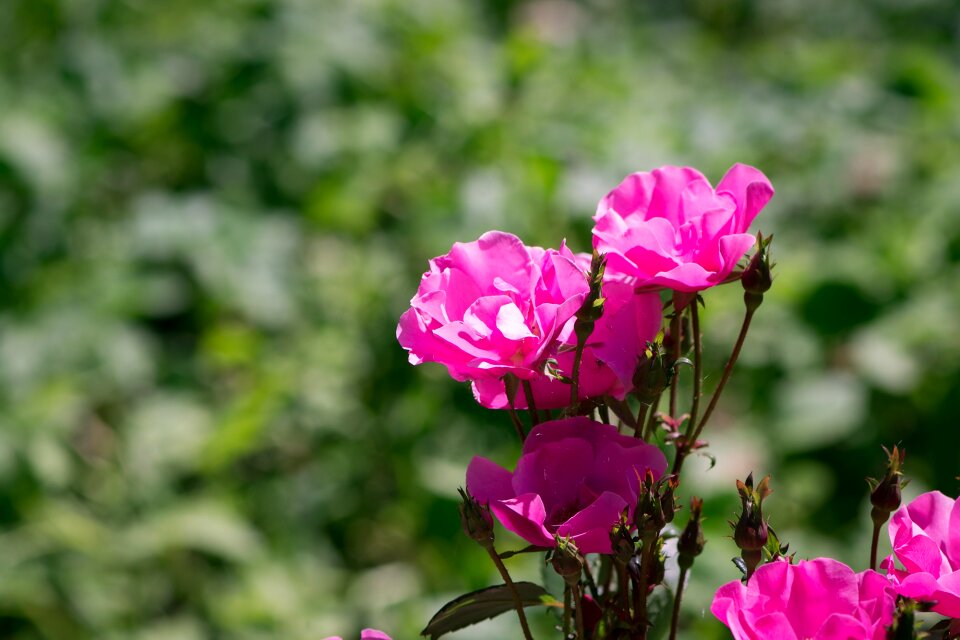 Flower pink flower flowers