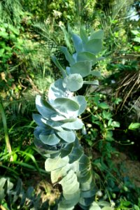 Eucalyptus macrocarpa - Bergianska trädgården - Stockholm, Sweden - DSC00343