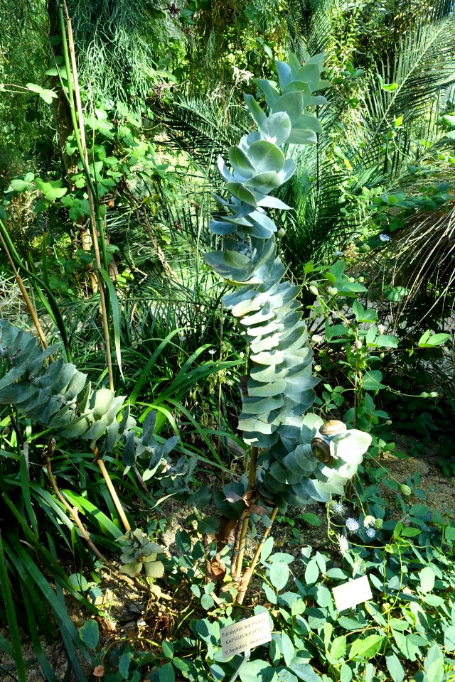Eucalyptus macrocarpa - Bergianska trädgården - Stockholm, Sweden - DSC00342