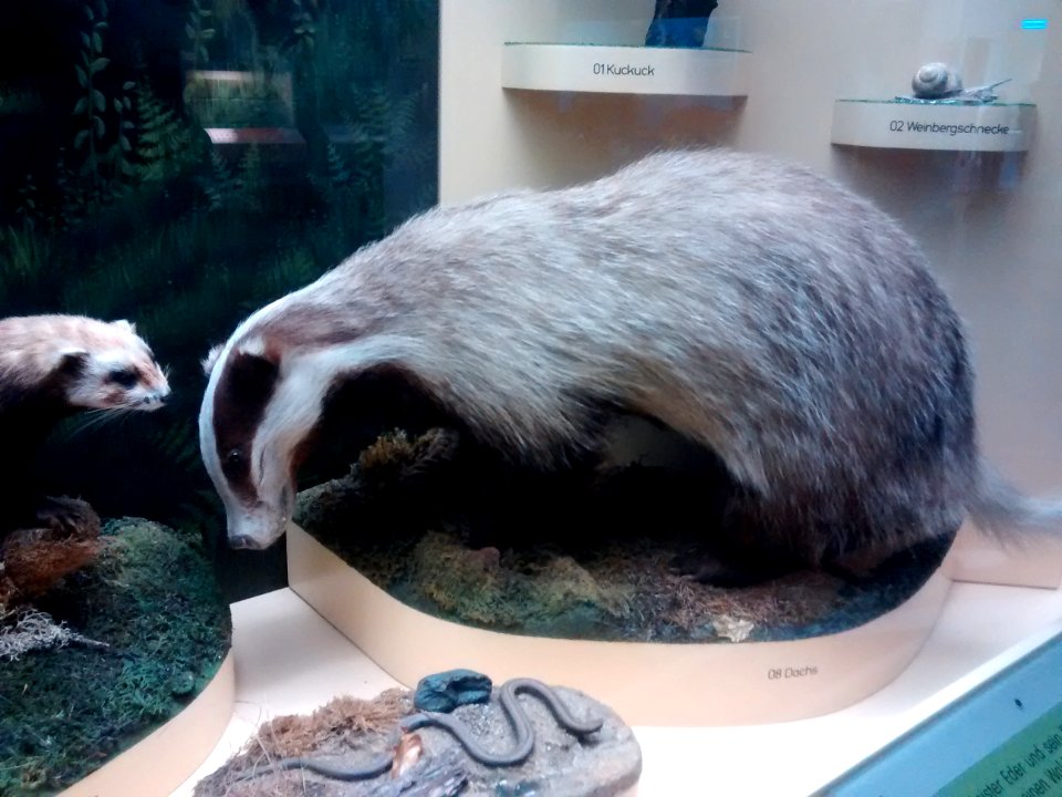 Europäischer Dachs (Museum)