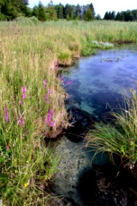 Ettinger bach protected area