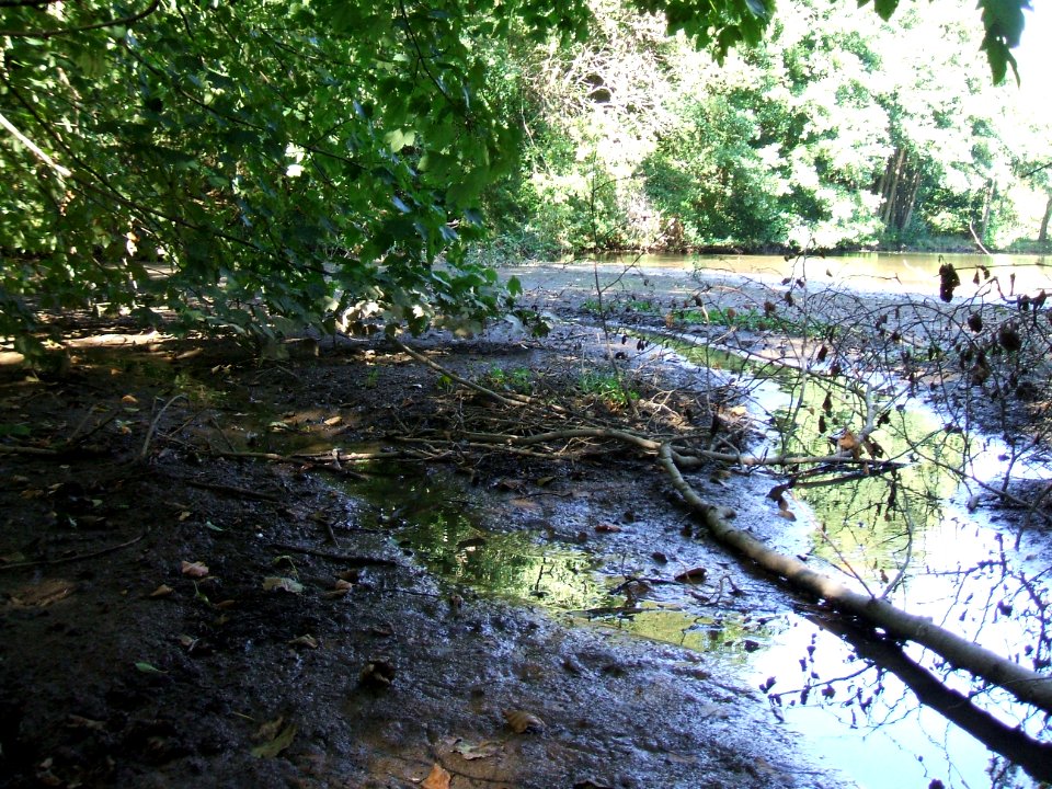 Etzbach mündet in Teich vor Mündung in Forbach 1