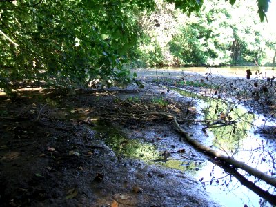 Etzbach mündet in Teich vor Mündung in Forbach 1