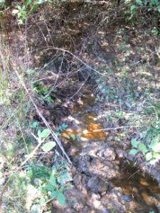 Etzbach Graben untere Quellen Wiese mündet ein