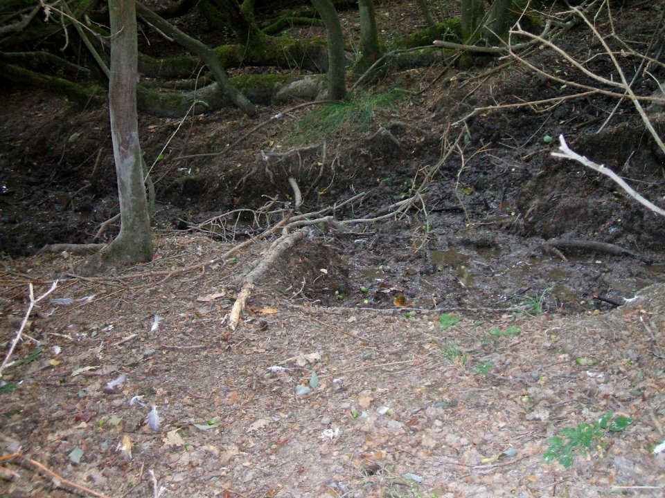 Etzbach untere Quelle Wald