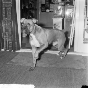 Europacup loting kwartfinale, de hond (boxer) van Frits Flinkevleugel, Bestanddeelnr 917-2548