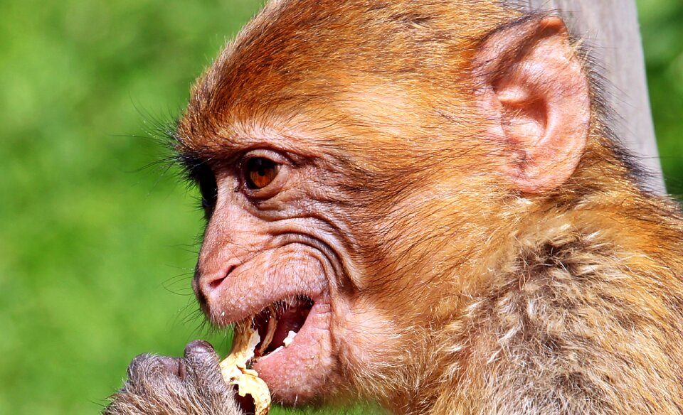 Young animal animal portrait