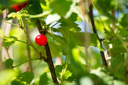 Garden currant soft fruit berries